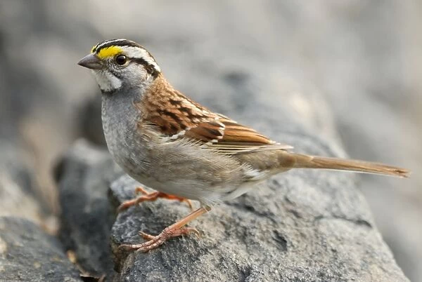 White-throated Sparrow (Zonotrichia albicollis) adult, standing on rock, Central Park, New York City, New York State, U. S. A. april