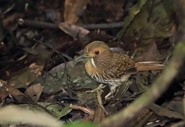 White-whiskered Puffbird (Malacoptila panamensis panamensis) adult, foraging amongst leaf litter on ground