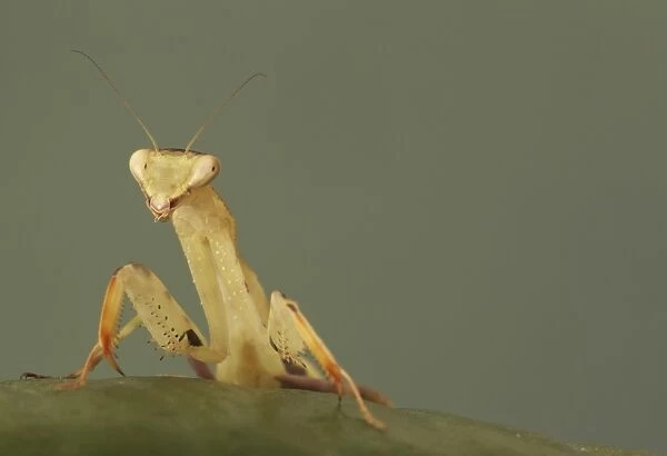Wide-armed Mantis (Cilnia humeralis) adult, resting on leaf (captive)
