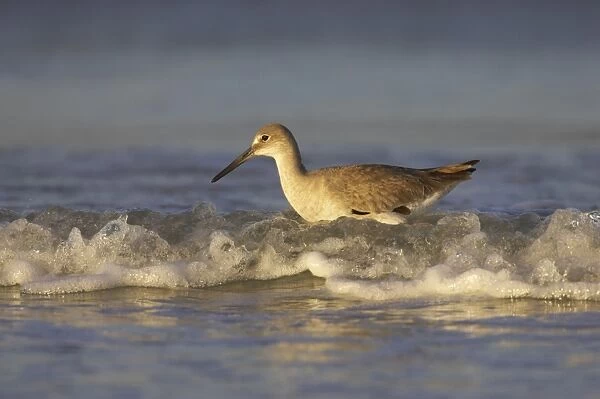 Willet (Catoptrophorus semipalmatus) adult, winter plumage, foraging in water with breaking wave, Fort de Soto, Florida, U. S. A