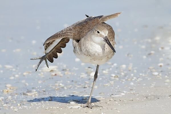 Willet (Catoptrophorus semipalmatus) adult, non-breeding plumage, stretching wing and leg, standing on beach, Florida
