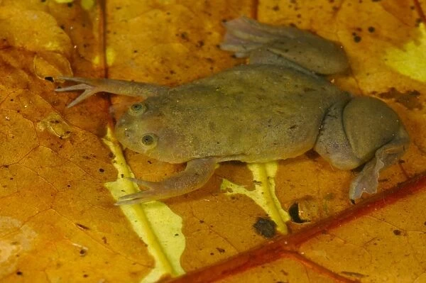 De Wittes Clawed Frog (Xenopus wittei) adult, on submerged leaf litter in tropical montane forest, Nyungwe Forest N. P