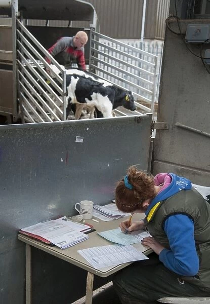 Woman filling in cattle passports at livestock market, with calves being unloaded from trailer in background