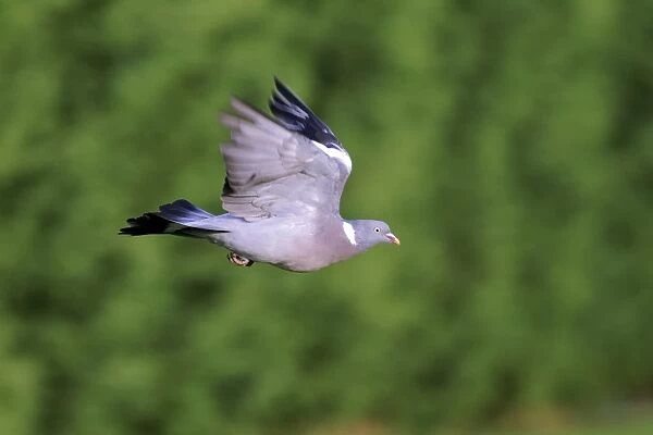 Wood Pigeon (Columba palumbus) adult, in flight, Midlands, England, september