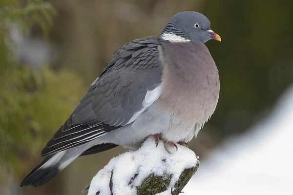 Wood Pigeon (Columbus palumbus) adult, perched on post in snow covered garden, Chirnside, Berwickshire, Scotland, december