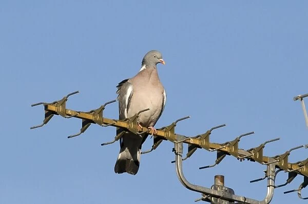 Wood Pigeon (Columbus palumbus) adult, perched on televison aerial in town, Holt, Norfolk, England, february