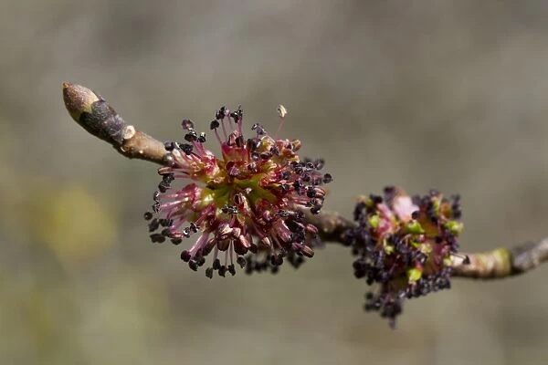 Wych Elm (Ulmus glabra) close-up of female flowers on shoot, Powys, Wales, April