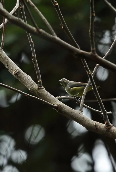 Yellow-bellied Flowerpecker (Dicaeum melanoxanthum) adult female, perched on twig in bare tree, Doi Inthanon N. P