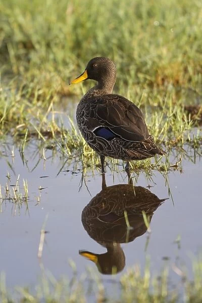 Yellow-billed Duck (Anas undulata) adult, standing in wetland with reflection, Lake Nakuru N. P