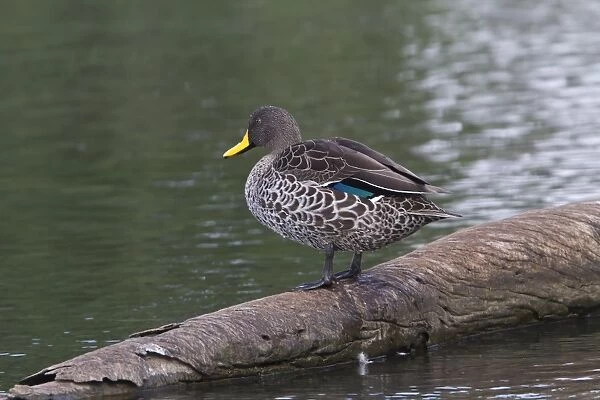 yellow billed duck at Rietvlei Nature Reserve south africa