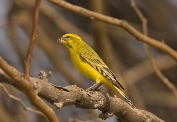 Yellow Canary (Serinus flaviventris) adult male, perched on branch, Kalahari Desert, Kalahari Gemsbok N. P