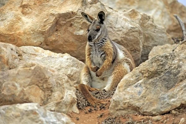 Yellow-footed Rock Wallaby (Petrogale xanthopus) adult, sitting amongst rocks, Australia, October