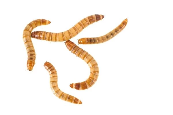 Yellow Mealworm Beetle (Tenebrio molitor) larvae