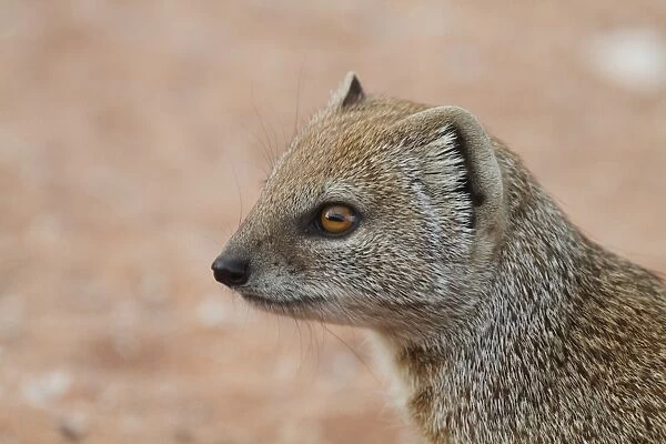 Yellow Mongoose (Cynictis penicillata) adult, close-up of head, Kalahari Gemsbok N. P. Kgalagadi Transfrontier Park, South Africa