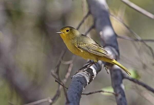 Yellow Warbler (Setophaga petechia albicollis) adult female, perched on branch, Cabo Rojo, Pedernales Province