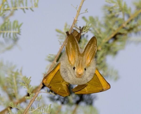 Yellow-winged Bat (Lavia frons) adult, roosting during daytime, Baringo, Great Rift Valley, Kenya