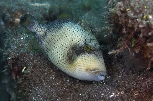 Yellowmargin Triggerfish (Pseudobalistes flavimarginatus) adult, Lembeh Straits, Sulawesi, Sunda Islands, Indonesia