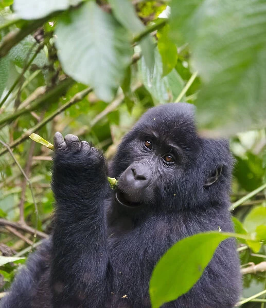 3-year-old Gorilla baby in the forest, Bwindi Impenetrable National Park, Uganda