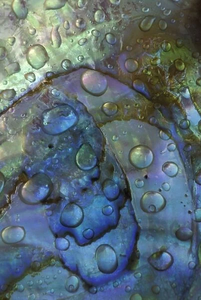 Abalone shell with water drops