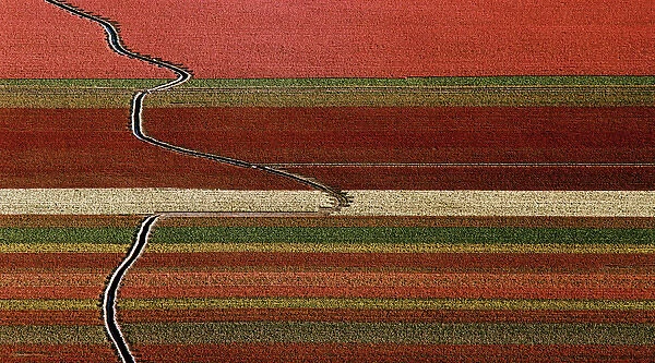 An abstract aerial view of tulip fields with a drainage ditch crossing the rows