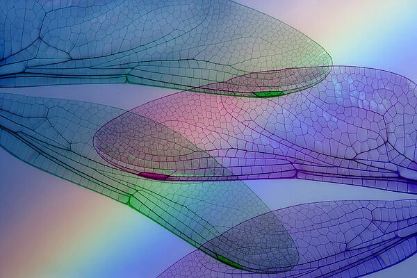 Abstract of dragonfly wings and rainbow. Credit as: Don Paulson  /  Jaynes Gallery  /  DanitaDelimont