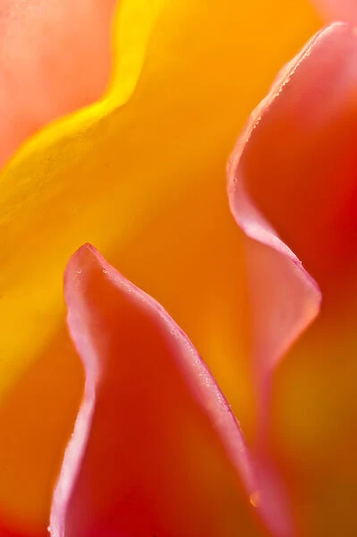 Abstract detail of flower petals. Credit as: Nancy Rotenberg  /  Jaynes Gallery  /  DanitaDelimont
