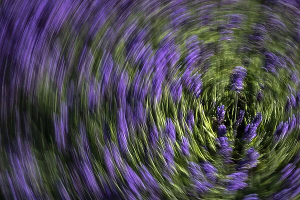 Abstract of lavender