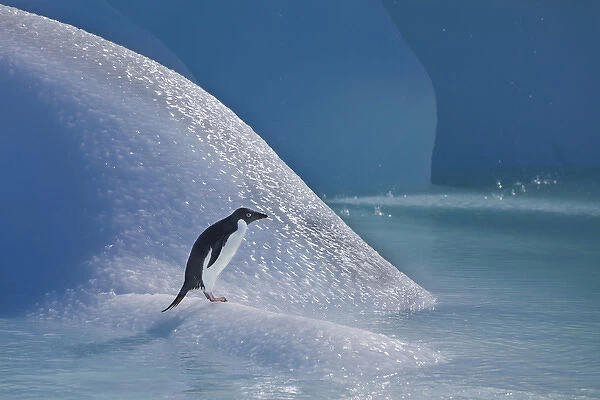 An adelie penguin stands on a blue iceberg near its colony on Devil Island