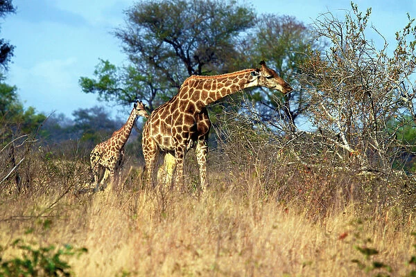 Adult and baby Cape Giraffe, (Giraffa camelopardalis giraffa), Kruger National park