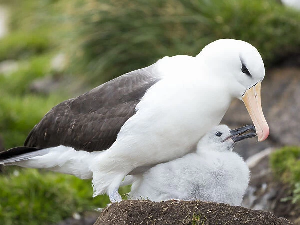 Adult black-browed albatross feeding chick on tower-shaped nest, Falkland Islands