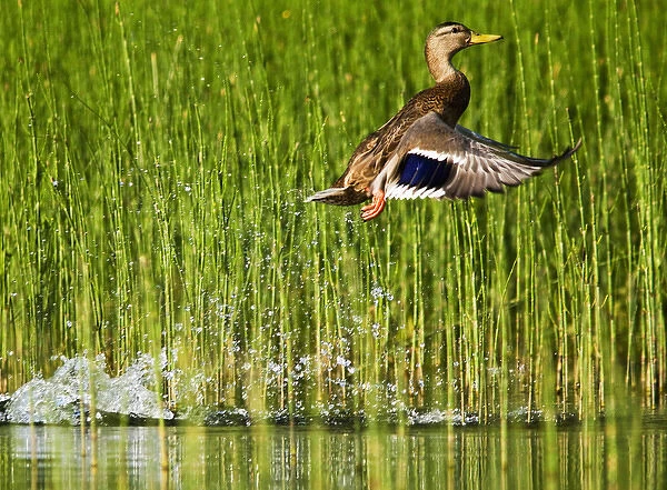 Adult female mallard takes off for flight in the reeds of Whitefish Lake in Montana