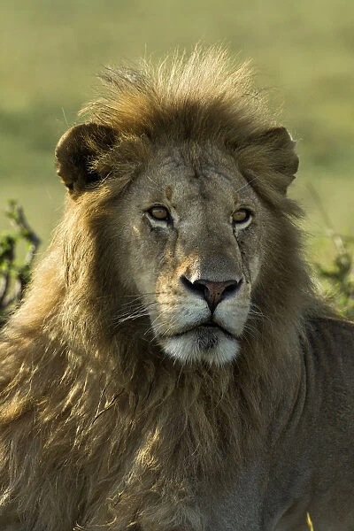 Adult male lion, Masai Mara, Kenya, Africa