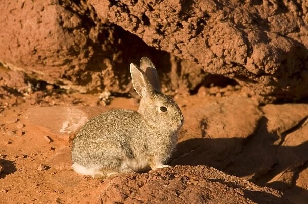 Adult mountain cottontail (Sylvilagus nuttallii) rabbit at Horseshoe Bend in wintertime