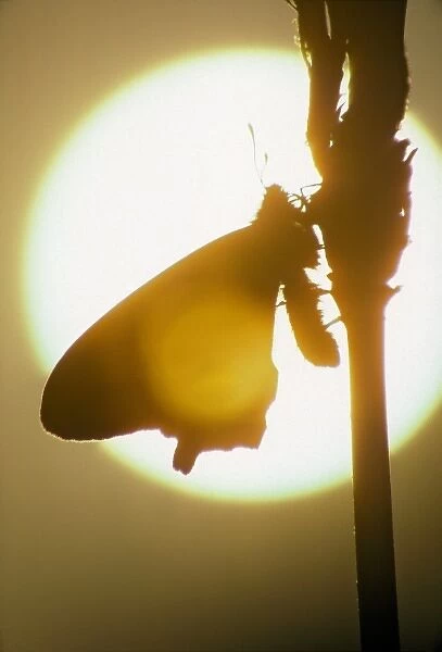 Adult Pipevine Swallowtail Silhouette in American River park, Carmichael, a suburb of Sacramento