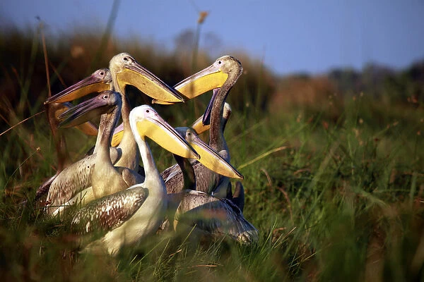 Africa, Botswana, Okavango Delta. Pink-backed Pelicans