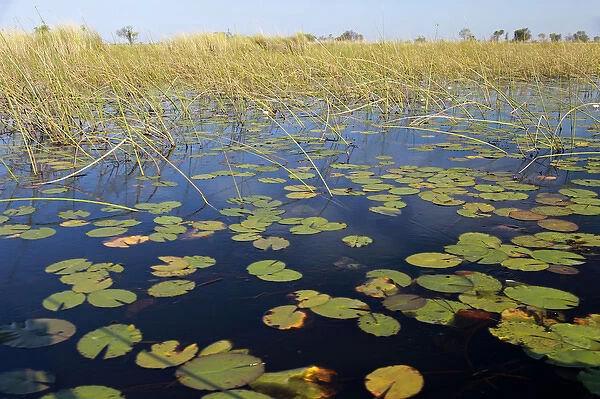 Africa, Botswana, Okavango Delta. Lily pads in the Okavango