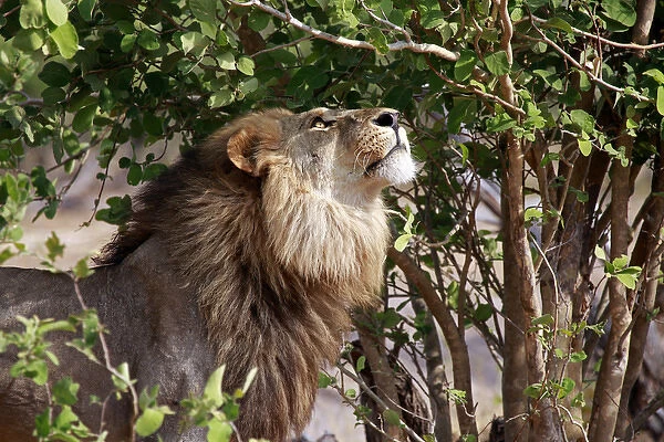 Africa, Botswana, Savute. Lion looking up in tree at Savute, Chobe National Park