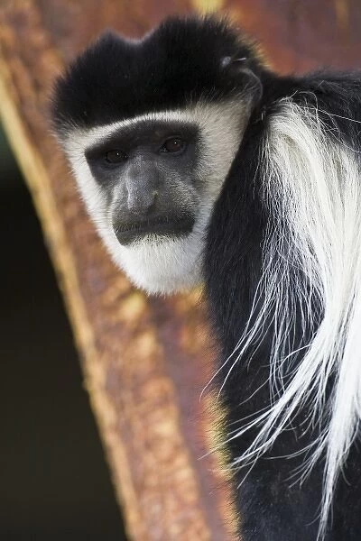Africa. Kenya. A Black-and-White Colobus Monkey at Elsamere, the estate of the late