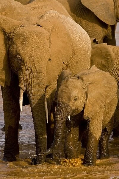 Africa. Kenya. Elephants bathe and drink in the Uaso Nyiro River at Samburu NP