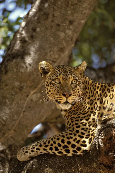 Africa, Kenya, Masai Mara Reserve. Leopard lounges in a fig tree
