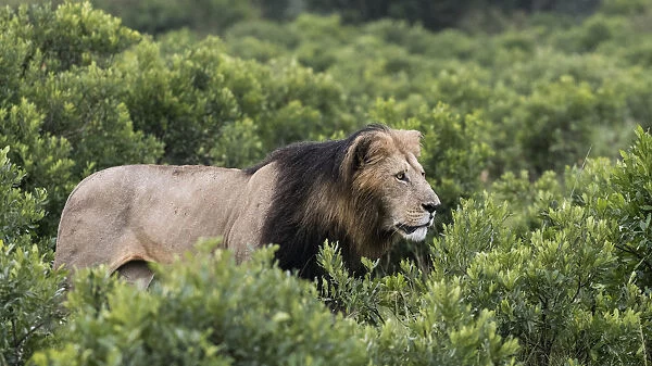 Africa, Kenya, Msai Mara National Reserve