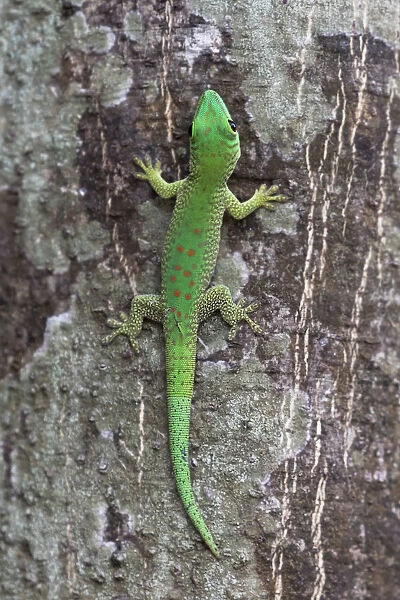 Africa, Madagascar, Le Parc National Tsingy de Bemaraha. This brightly colored day gecko