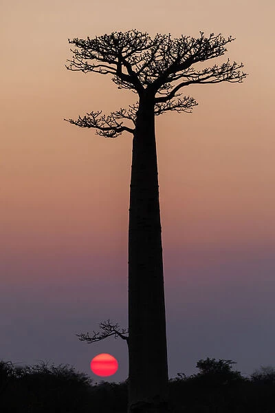 Africa, Madagascar, Morondava. Baobab trees are silhouetted against the morning sky