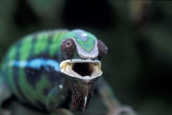Africa, Madagascar. Redbar Panther Chameleon (Camaeleo pardalis)