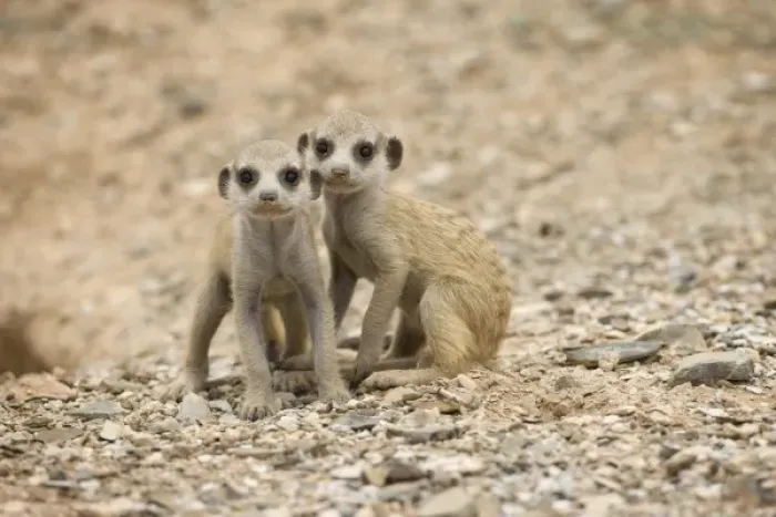 Framed Print : Print of Namibia, Meerkat Pups in the Namib Desert Framed Print : Print of Namibia, Meerkat Pups in the Namib Desert