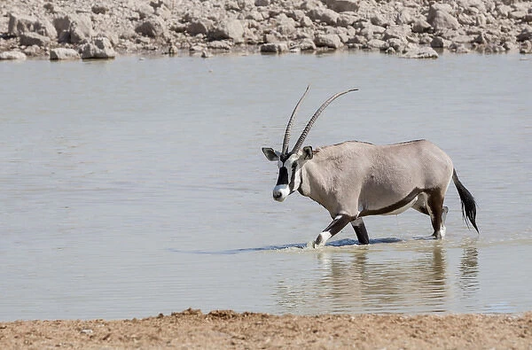 Africa, Namibia, Etosha National Park. Oryx wading in waterhole