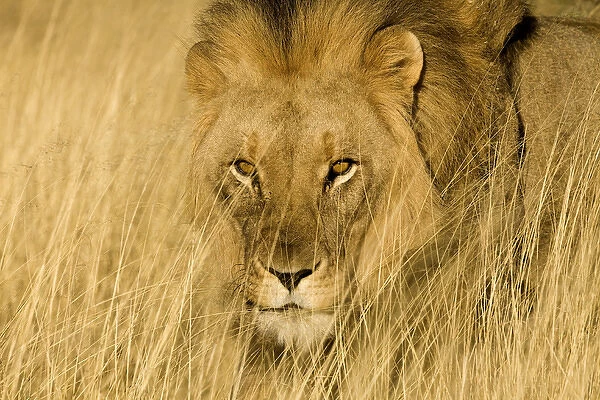 Africa, Namibia. Male lion in dry grass. Credit as: Jim Zuckerman  /  Jaynes Gallery  /  DanitaDelimont