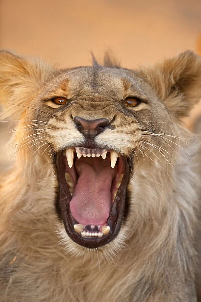 Africa, Namibia. Male lion growling. Credit as: Jim Zuckerman  /  Jaynes Gallery  /  DanitaDelimont