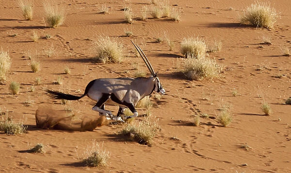 Africa, Namibia, Namib-Naukluft Park, Sossusvlei. Aerial view of frightened running oryx