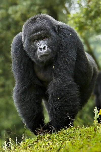 Africa. Rwanda. Kigoma, a Mountain Gorilla (Gorilla gorilla beringei) and No 3 Silverback